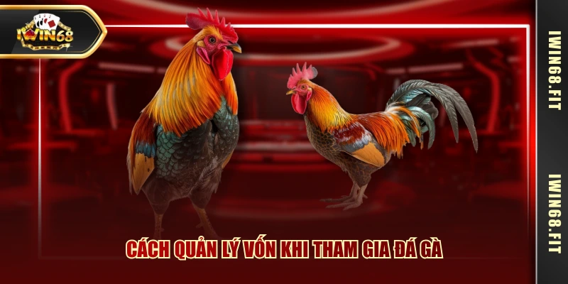 Cách quản lý vốn khi tham gia đá gà