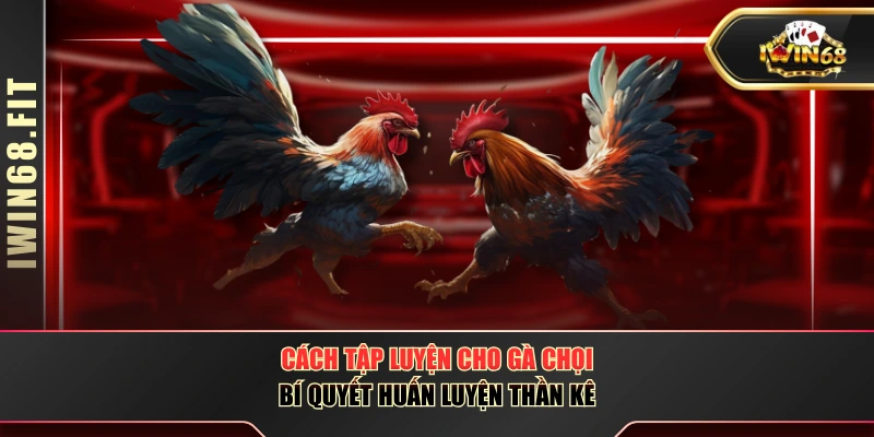 Cách Tập Luyện Cho Gà Chọi - Bí Quyết Huấn Luyện Thần Kê