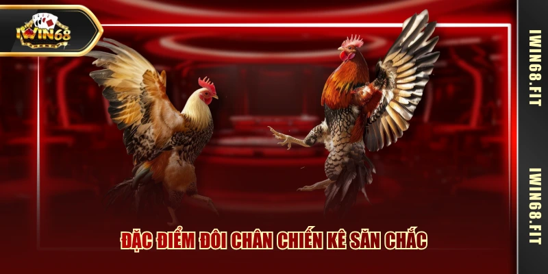Đặc điểm đôi chân chiến kê săn chắc