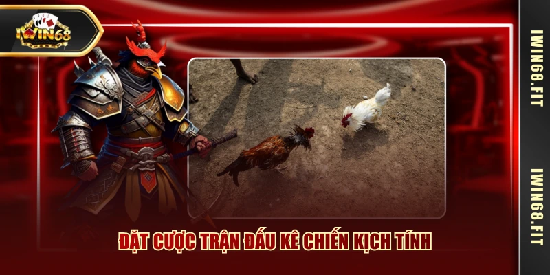 Đặt cược trận đấu kê chiến kịch tính