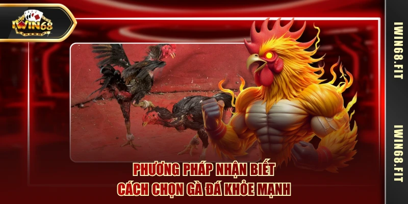 Phương pháp nhận biết cách chọn gà đá khỏe mạnh