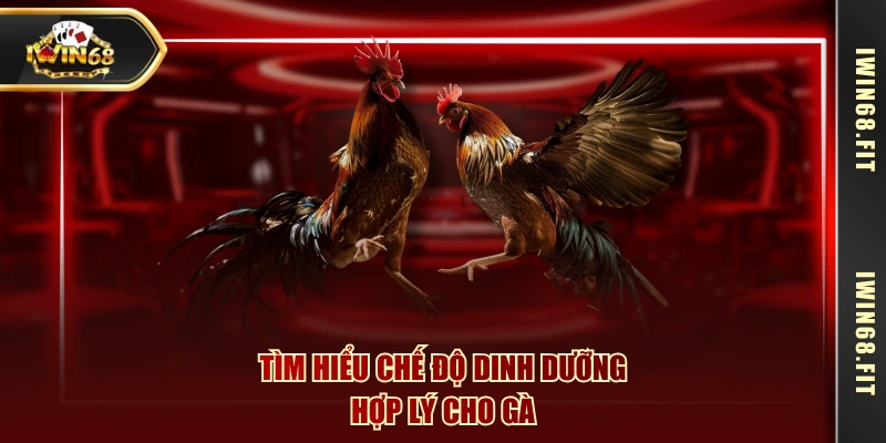 Tìm hiểu chế độ dinh dưỡng hợp lý cho gà