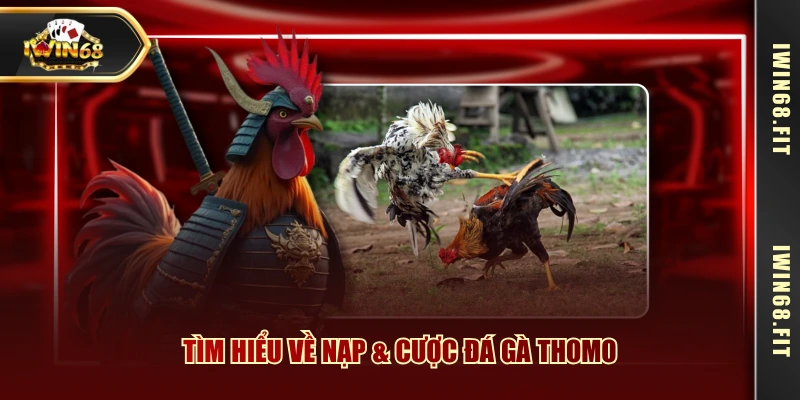 Tìm hiểu về nạp & cược đá gà Thomo